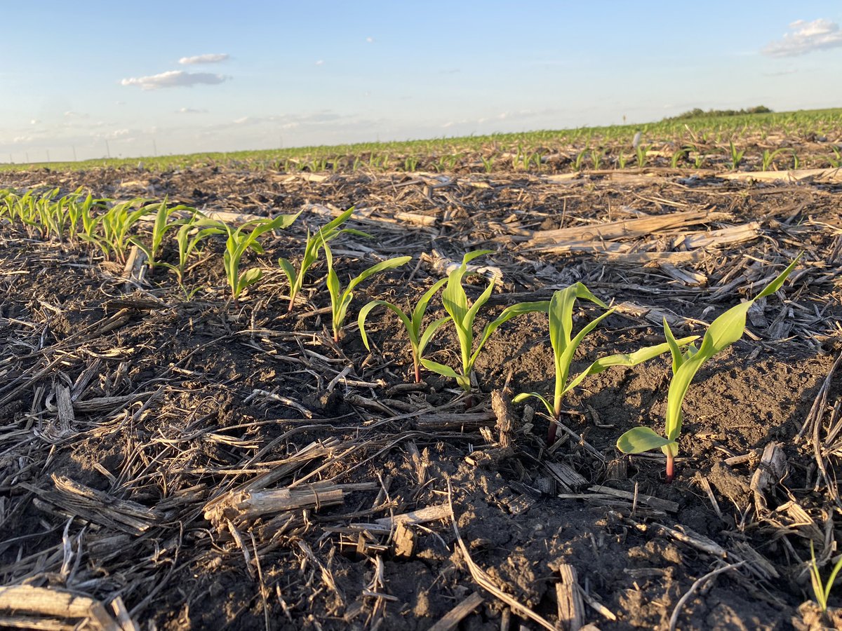 farmerdoug93's tweet photo. You just can’t do it the same way or it gets boring. #60inchCorn Looking for suggestions on cover crop mix in this space. #SoilHealth @60inCornFarmer @FLOLOfarms @He7ifarmer @Continuum_Ag @FarmGreen13 https://t.co/WseVfwlzWv