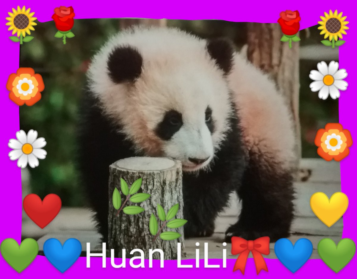 molinet_josiane's tweet photo. ~Our treasure of Petite HUAN LILI 🐼 🎀 wishes you a good day🌞 / night🌘~ at @zoobeauval 🇫🇷 💚 🌳 🌿 #pandas 🐼😍 #PandaDay🐼🌻#Panda🐼💕 #CutePandas🐼🌸 #TwitterPanda🐼💖#babypanda 🐼🌺 #Pandastory🐼💙 #Therapypanda 🐼💚#Lovepanda 🐼🥰😘🌹💛🌺🌼💜🏵️🌻❤️🌼🌺🌸💚🌺🌼🌷💙💮💐🍀🌾 https://t.co/j4ylFImcS2