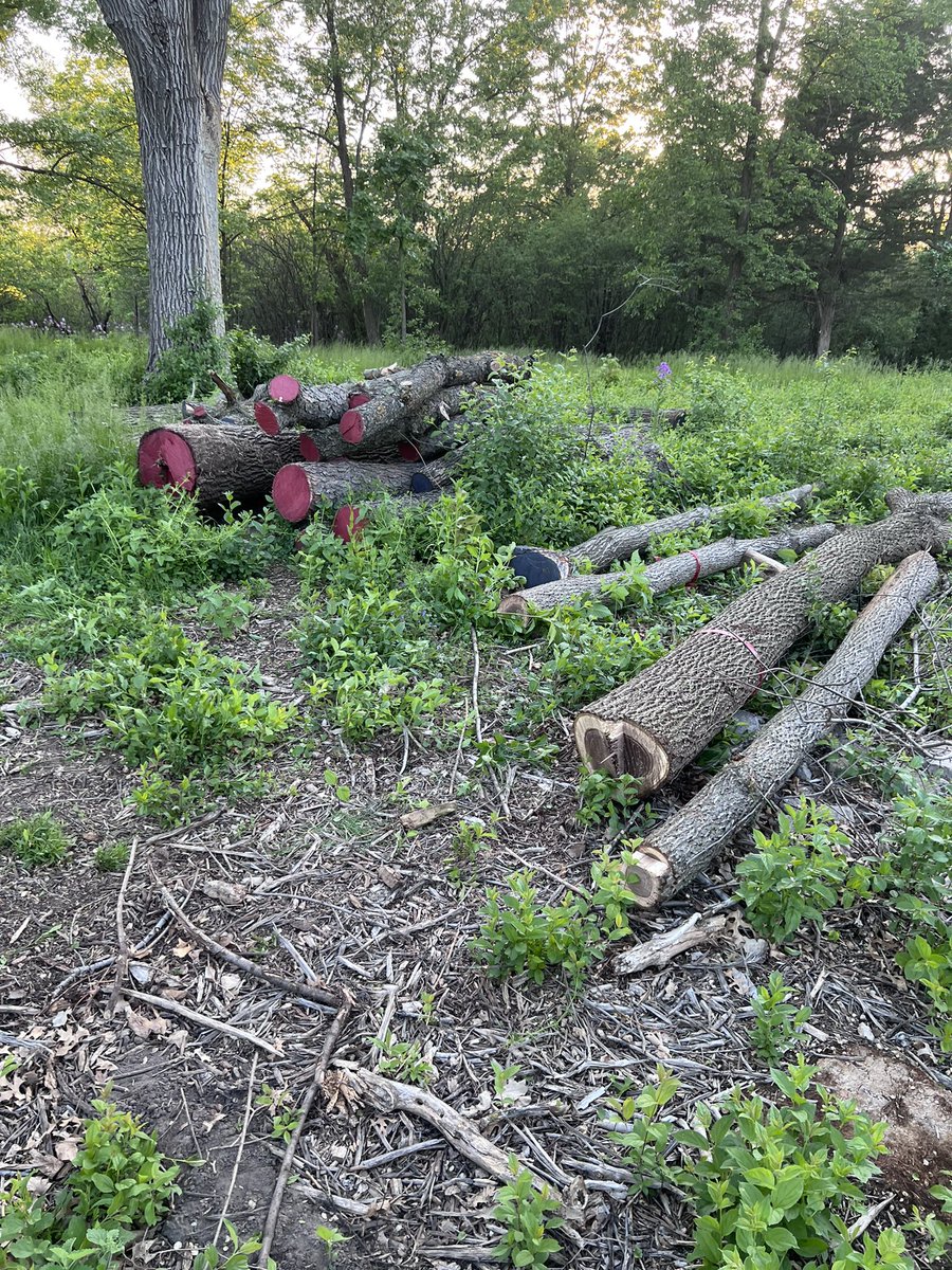 Turfintel's tweet image. Nice find today. Power company came through and cleared some trees and brush on my road. Left these walnut logs in the ditch in front of my house. It’s like they know who lives here. Added to my mill pile.