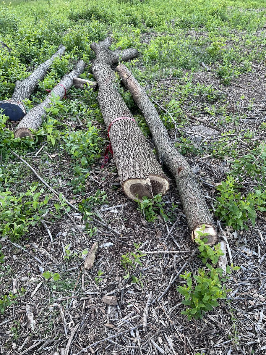 Turfintel's tweet image. Nice find today. Power company came through and cleared some trees and brush on my road. Left these walnut logs in the ditch in front of my house. It’s like they know who lives here. Added to my mill pile.