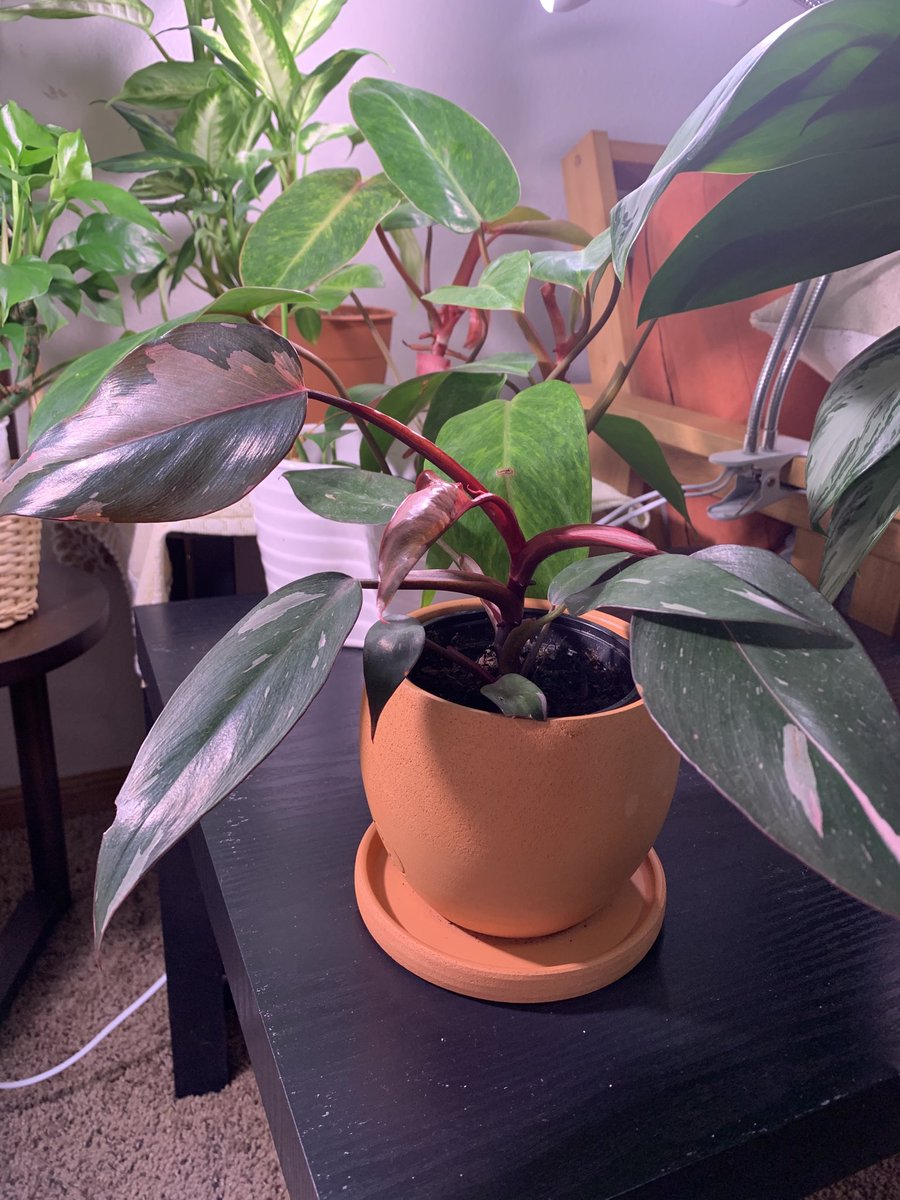 Keting Chen tweet media