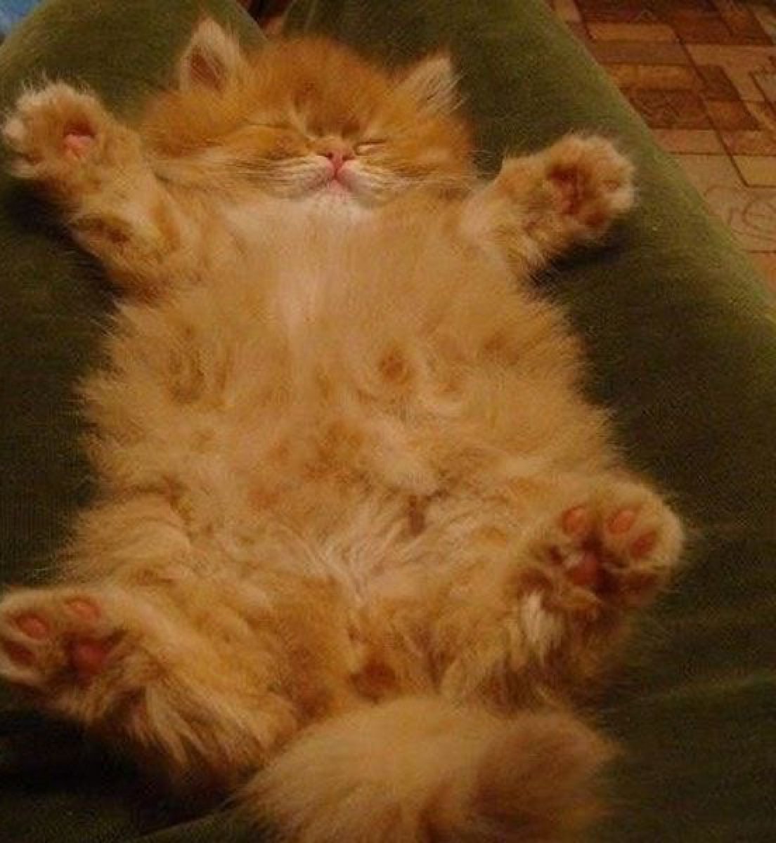 bib 🐥☕️ now on VGen! (@kapebeansies) on Twitter photo 