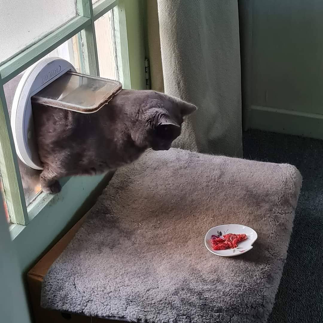 cats being weird little guys 👅 tweet media