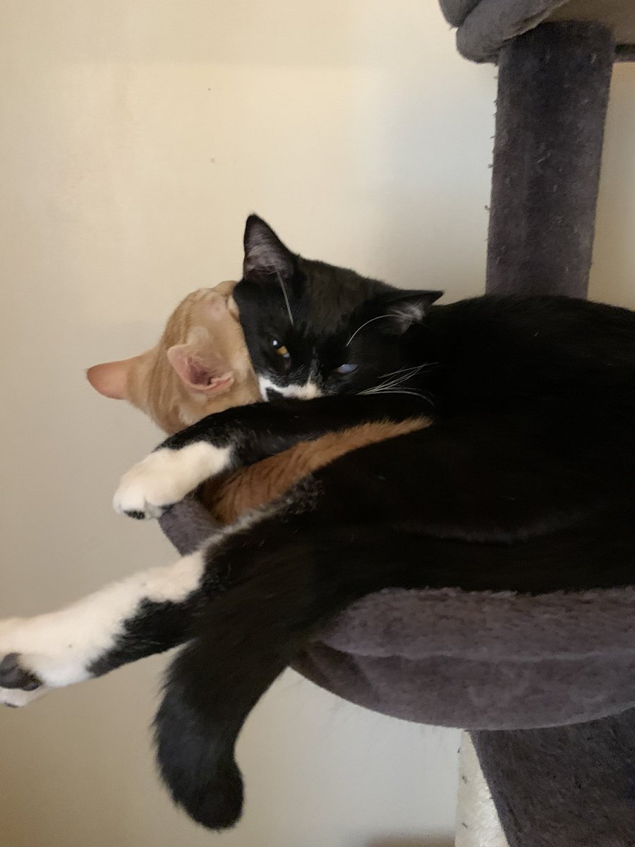 taurus_rising_'s tweet photo. @CATBRAINCELL Carlos (top) Scott (bottom) https://t.co/pX7587u4rF