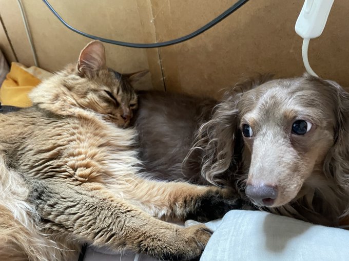 姉を枕にするな 