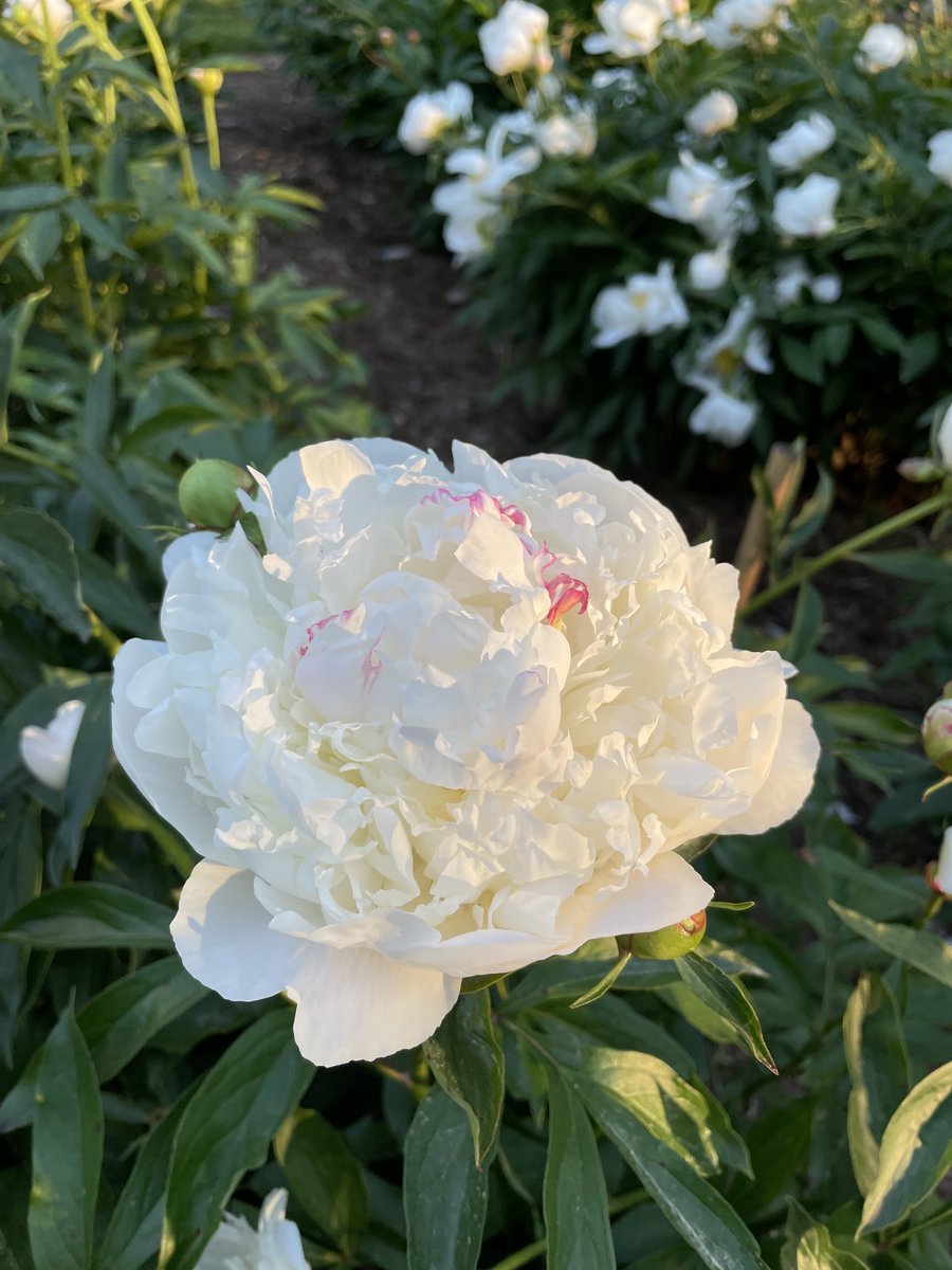 jacqbyrd's tweet photo. Hello peonies.

#thearb #nicholsarboretum #peonies https://t.co/3oVCgwz2E6