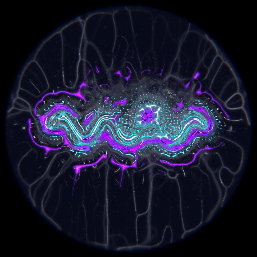 collecollective's tweet photo. Así como un pintor pule su técnica de pincel, los generative artists pulen su codigo durante mucho tiempo, meses o años, hasta obtener outputs que más reflejen lo que quieren comunicar. https://t.co/yET0ZDcvEq