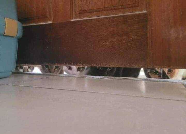 cats being weird little guys 👅 (@weirdlilguys) on Twitter photo 