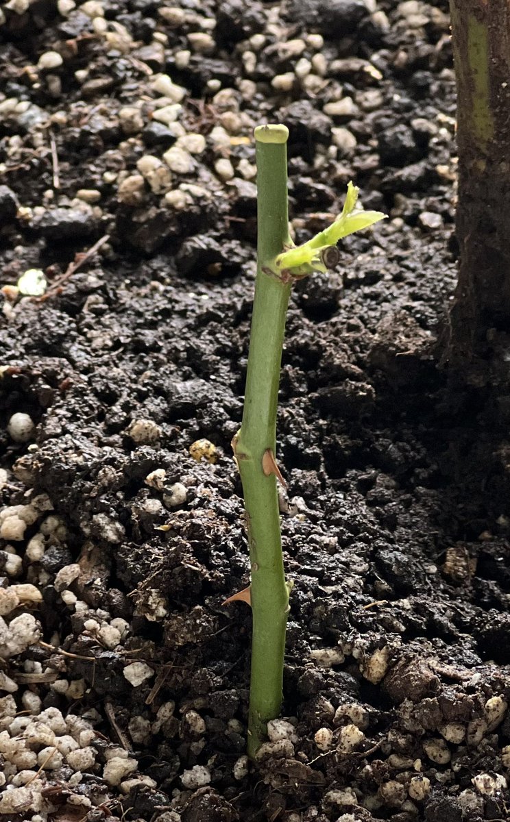 IcyC2eaM's tweet photo. 😆😆😆 My little rose plant start growing 🌱🌹
#Creed #StemCutting #Rose #クリード https://t.co/YzwofT6NLO