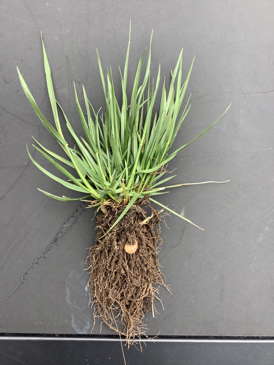 Halifax Seed Turf tweet media