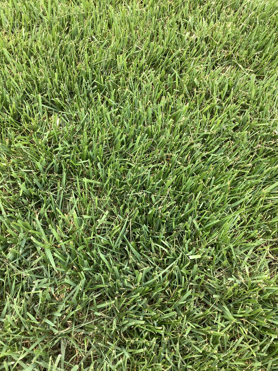 Halifax Seed Turf tweet media