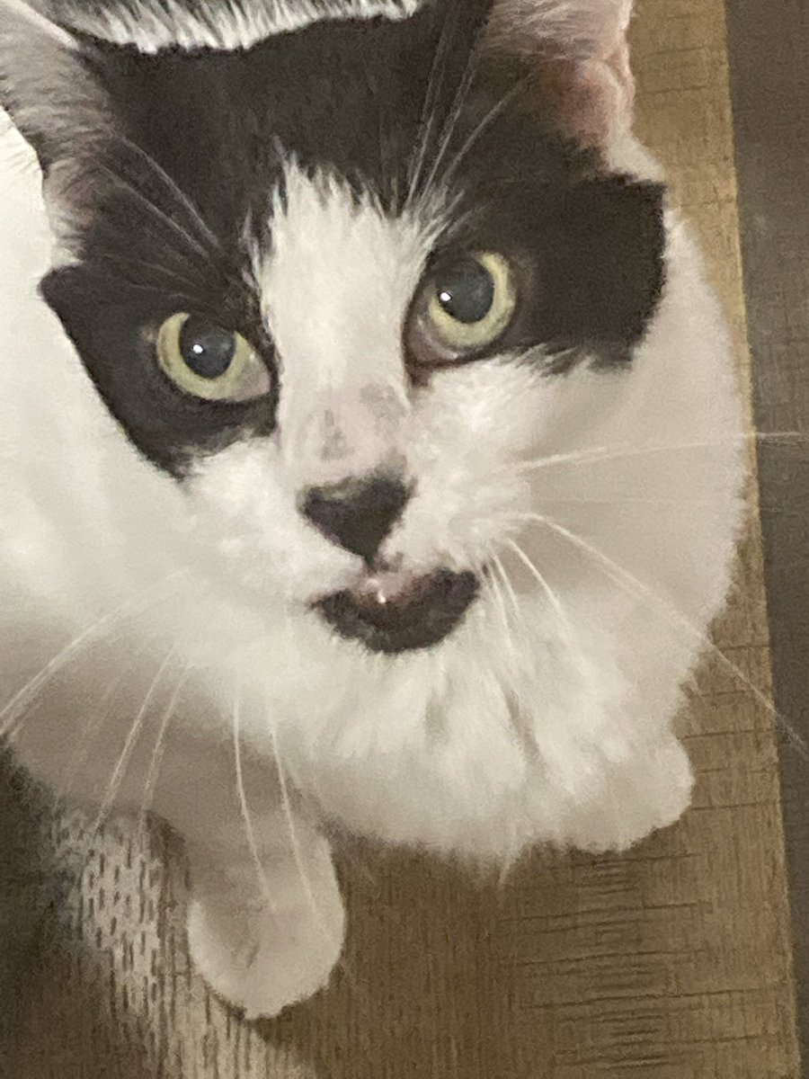 I think my Mascher cat is deaf. She is 16. Dropped shoes and make noise behind her. Dont Flinch