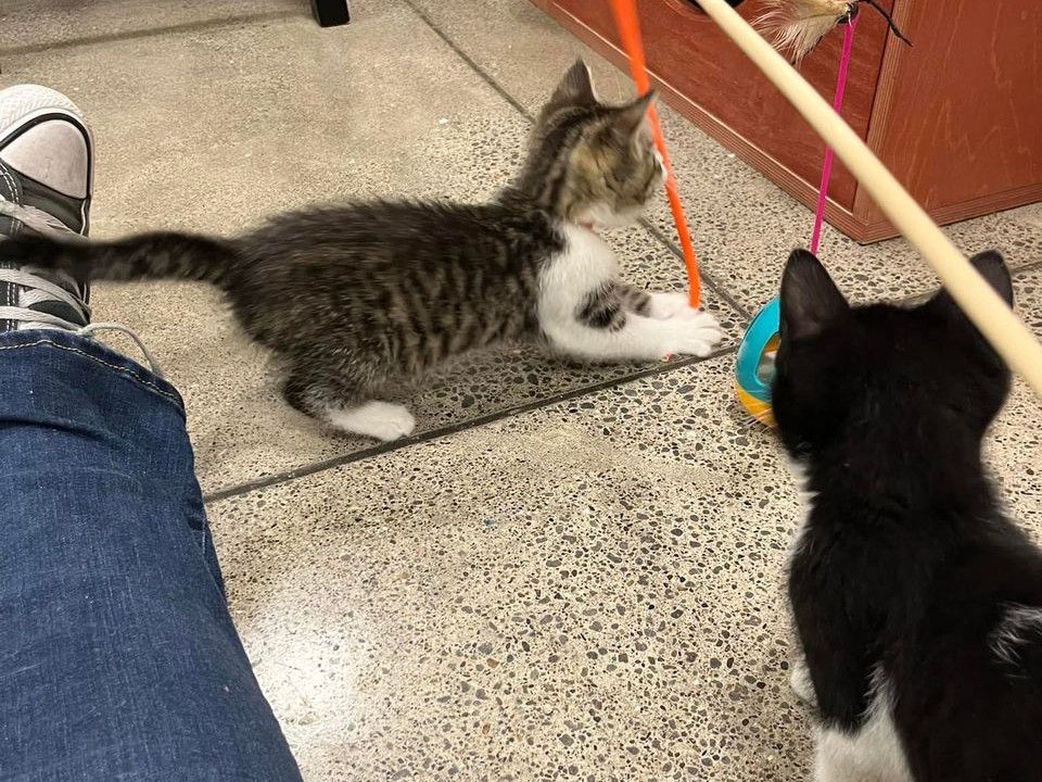 San Francisco SPCA tweet media