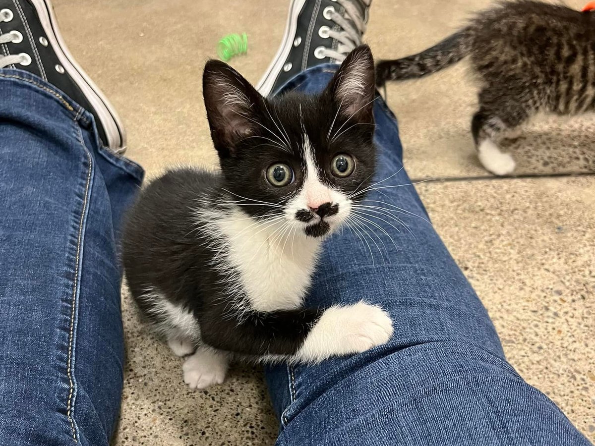 San Francisco SPCA tweet media