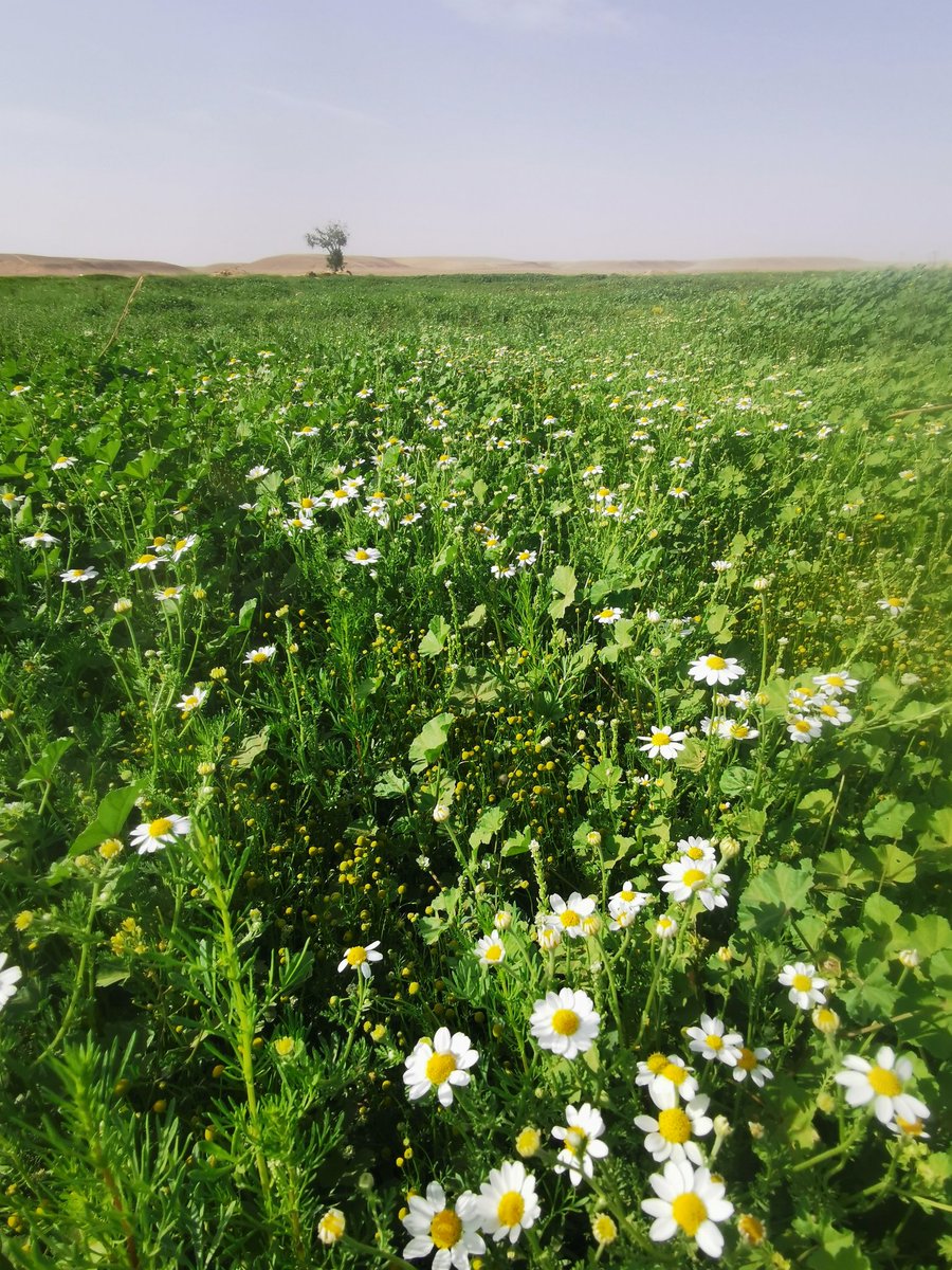 bjad22's tweet photo. #ربيع #العيصي #عرعر ٣ / ٦ / ٢٠٢٢ https://t.co/WjR7K3mL5V