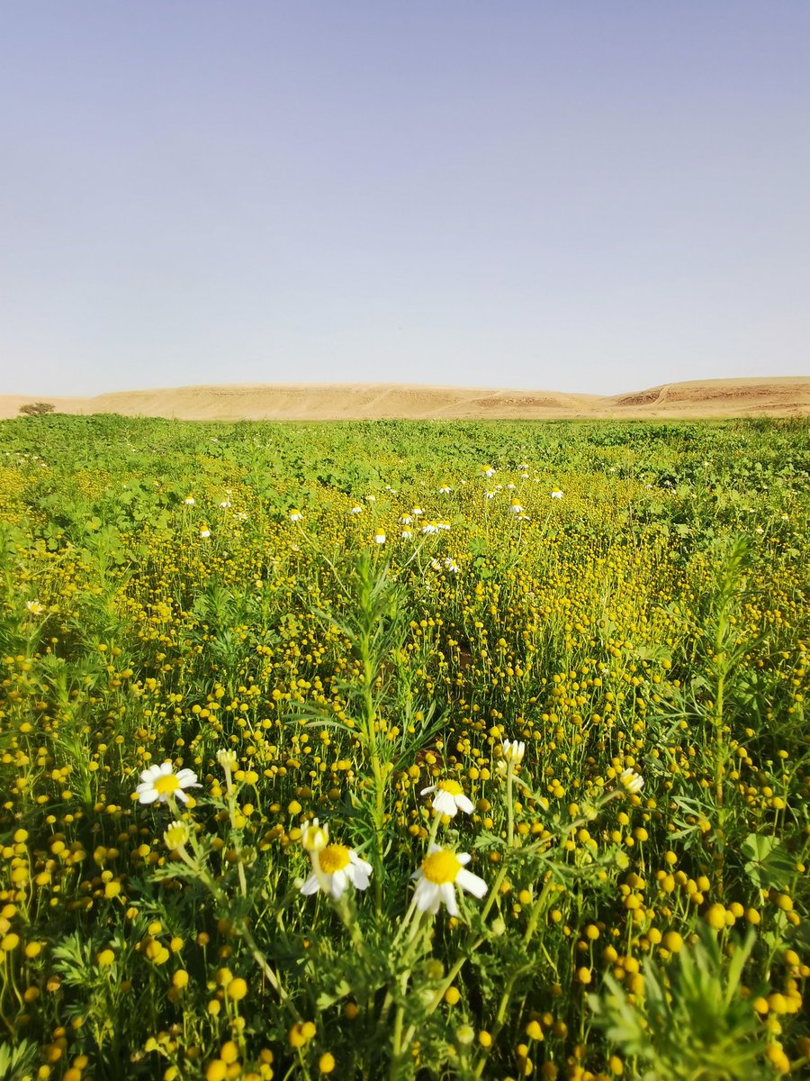 bjad22's tweet photo. #ربيع #العيصي #عرعر ٣ / ٦ / ٢٠٢٢ https://t.co/WjR7K3mL5V