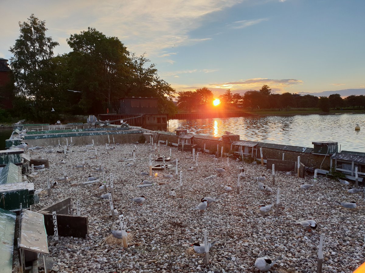CaraCochrane's tweet photo. @CoralineBcht @SophieMDupont @EdIvimeyCook A 3y ago memory came up on my onedrive this morning, we seem to have been blood sampling! Miss the terns https://t.co/VMJ9IH1ZqF