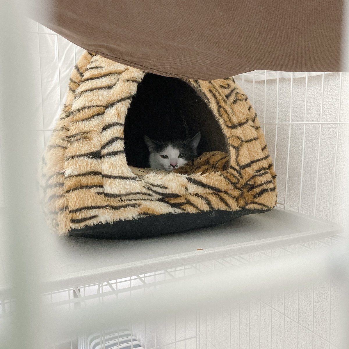 8neko88's tweet photo. #ゆめネコ譲渡会 でご縁があり、猫と一緒に暮らし始めました。暮らし始めてもうすぐ3ヶ月です。
初めのうちはベッドに引きこもり出てきませんでしたが、最近は部屋の中で自由にしてます。窓際の空間がお気に入りです。

1枚目：初日(3ヶ月前)
2枚目：現在

#初めてのツイート #猫のいる暮らし https://t.co/iYiLWWecfD