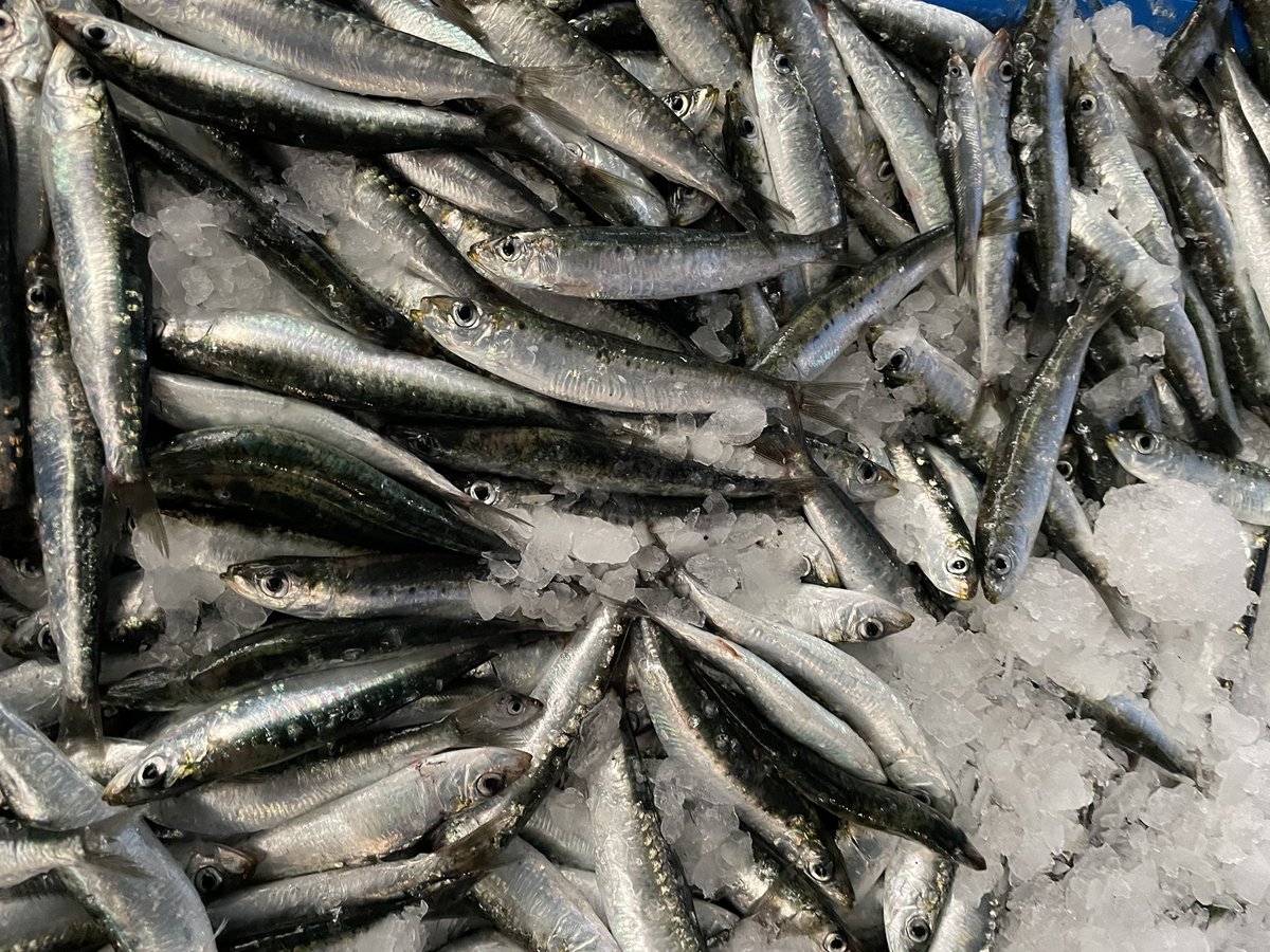 87_opp's tweet photo. A primera hora del matí, els nostres pescadors d’encerclament ja tenen la feina feta, perquè tothom pugui gaudir de peix blau ben fresc i del territori 💪🏼
#peixdellotja #peixblau #omega3 #salut #mar #pesca #encerclament #opp87 #Catalunya https://t.co/ntN3yu3x9w