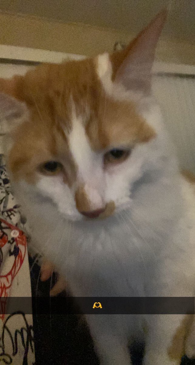 RaeBeann's tweet photo. @paigeingoil here’s miso and another cat i don’t think you’ve met yet. he’s kinda funky looking but we love him :)
(also if you need anything you can text me love, i hope things get better, ily<3) https://t.co/Zr6gETvvXC