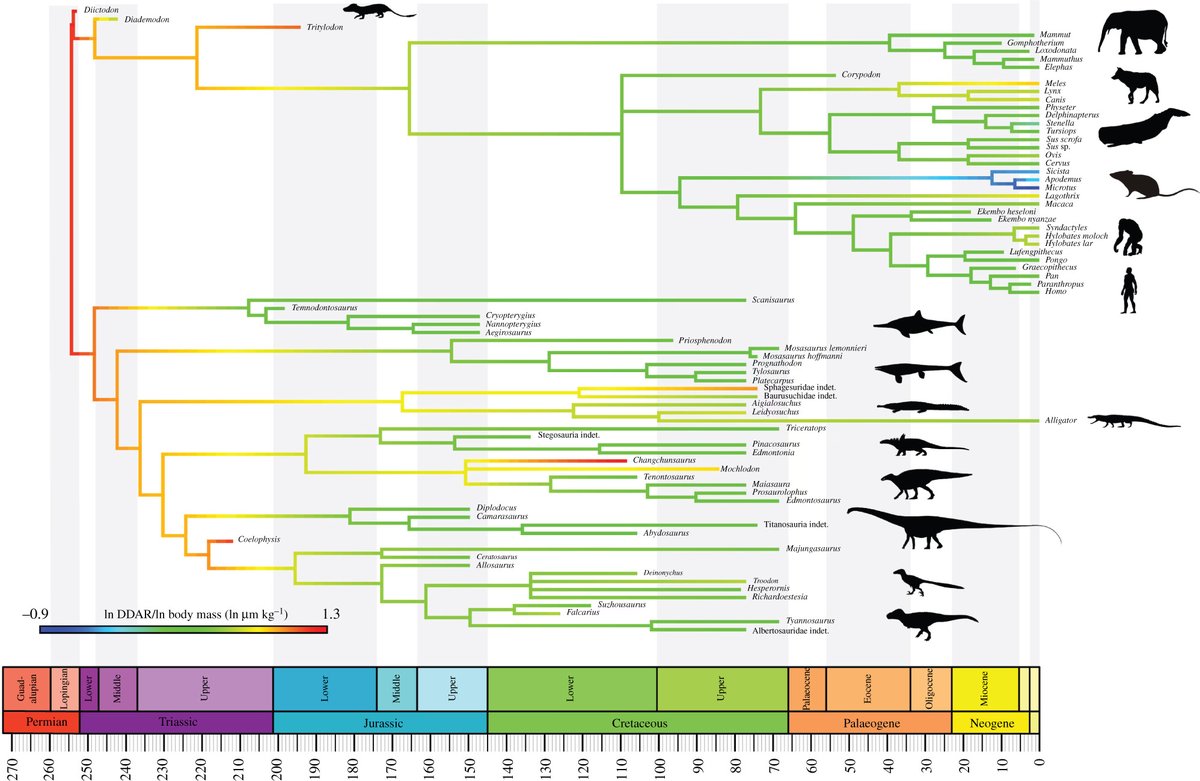 RSocPublishing's tweet photo. #BiologyLetters authors found that unlike many traits, the rate of tooth growth is not correlated with body size, metabolism, or diet. Read more on what they found here: https://t.co/gK7FBLyPGb #evolution #palaeontology #odontoblast #EuroEvoDevo #EEDNapoli #EEDNaples #EED2022 https://t.co/pGnG6KTsn0