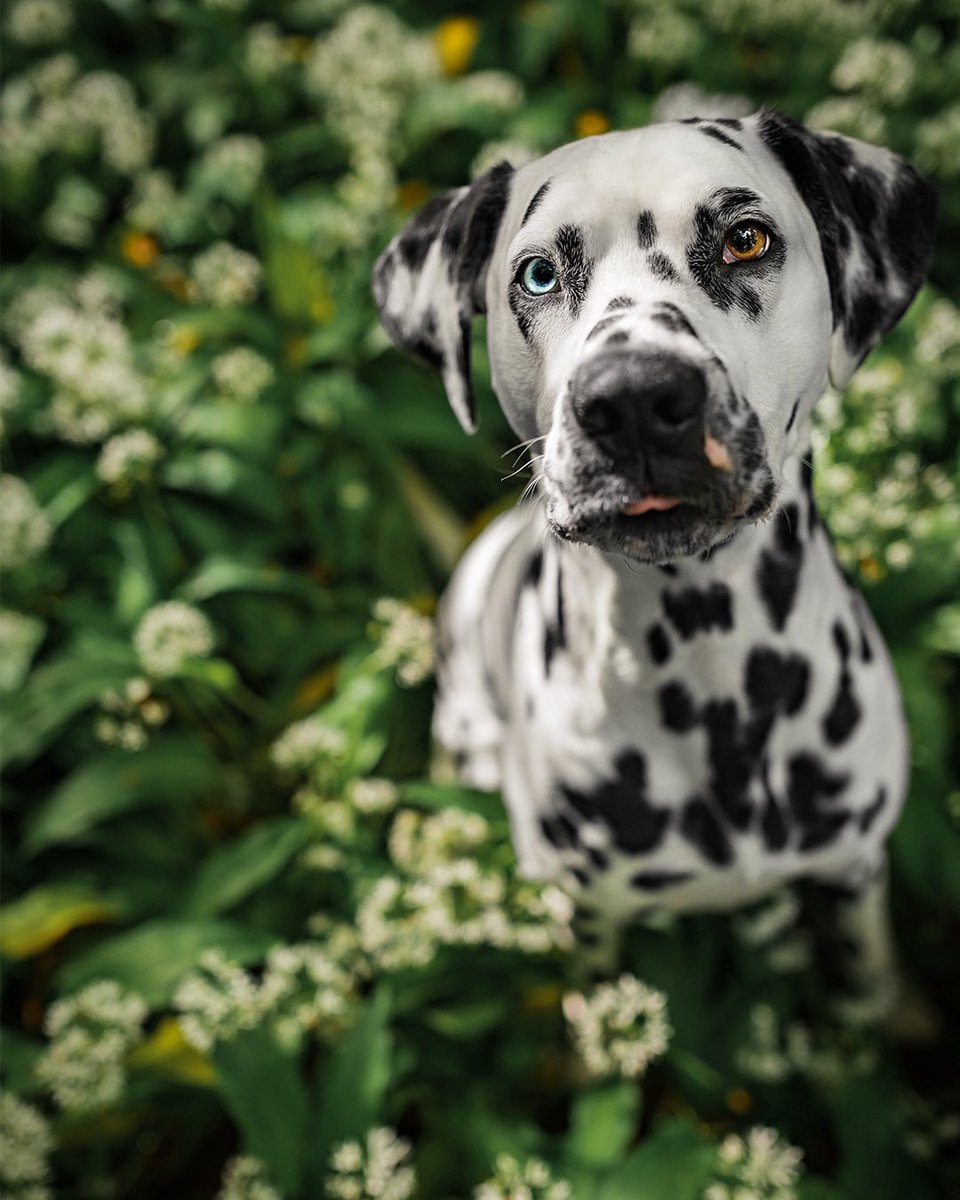 Comment a pic if you think your #dogs cuter 🥺 but idk … #twitterdog #cutedog #twitterdogcommunity #dogsofinstagram