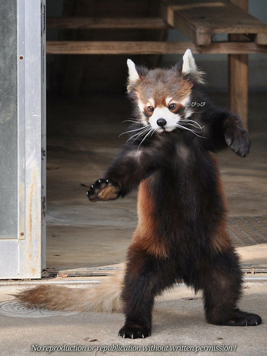 カンフー・パンダのシーフー老師と言われてた換毛期のまい。 #千葉市動物公園, image size:900x1200