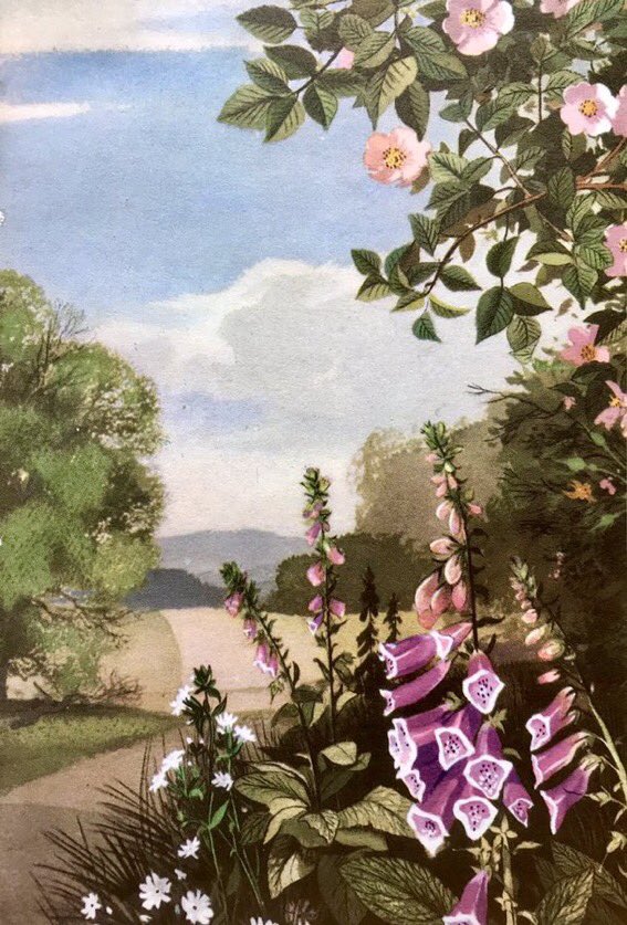 LBFlyawayhome's tweet photo. ‘Dog Rose, Foxglove, White Campion’
#EdithHilder #RowlandHilder https://t.co/McVS1HGQ8y