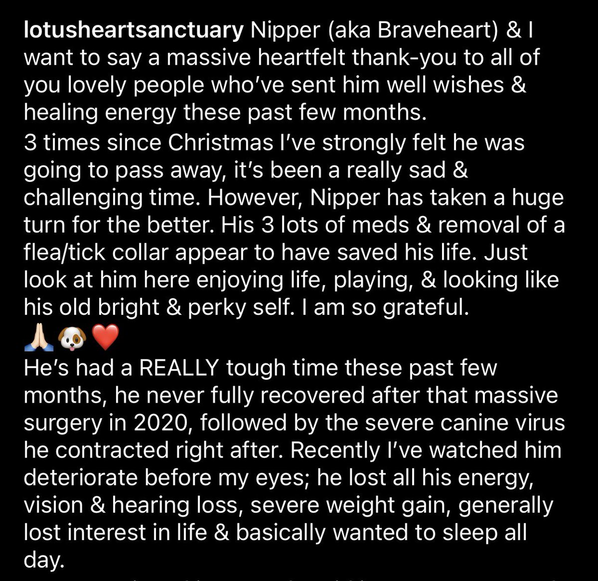 heart_sanctuary's tweet photo. #Nipper is doing much better. 
Thanks to everyone who sent love, support &amp; healing energy. 
#InGratitude #Dog #DogsofTwittter 🙏🏻🐶❤️ https://t.co/0eNgU2WYer