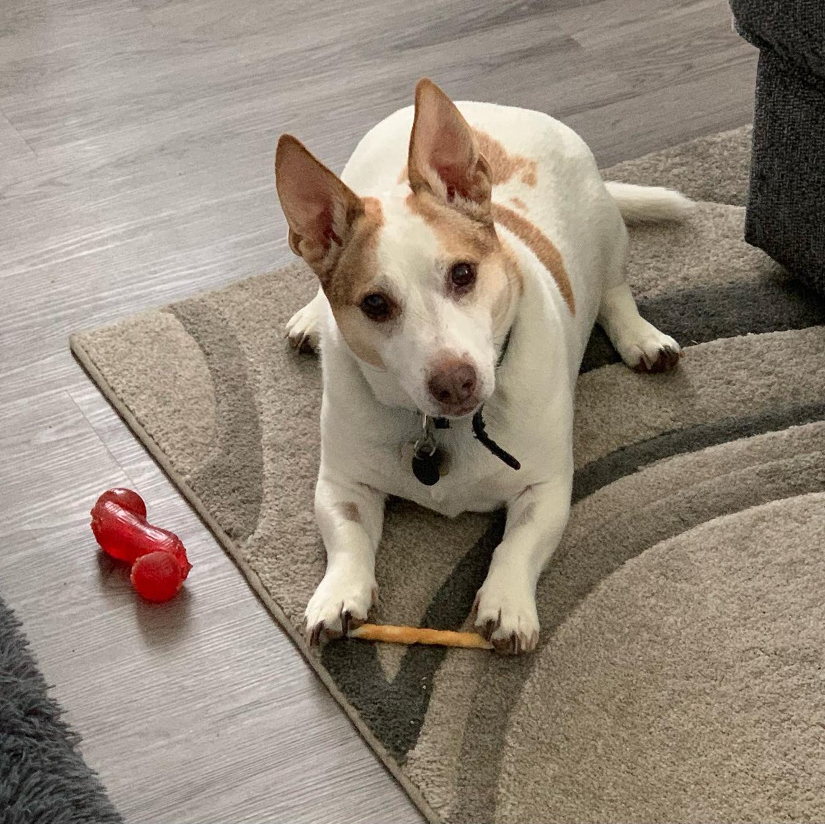 heart_sanctuary's tweet photo. #Nipper is doing much better. 
Thanks to everyone who sent love, support &amp; healing energy. 
#InGratitude #Dog #DogsofTwittter 🙏🏻🐶❤️ https://t.co/0eNgU2WYer