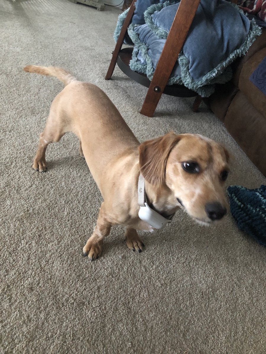 Banjo my cheiwenie