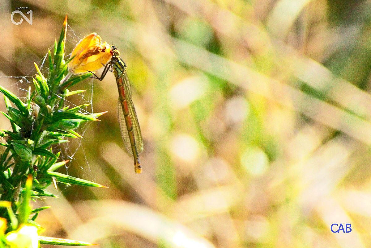 #largereddamselfly #damselfly #drumbroughmoss #carlisle #photography #photographer #photographers #nature #naturephotography #photooftheday #photographylovers