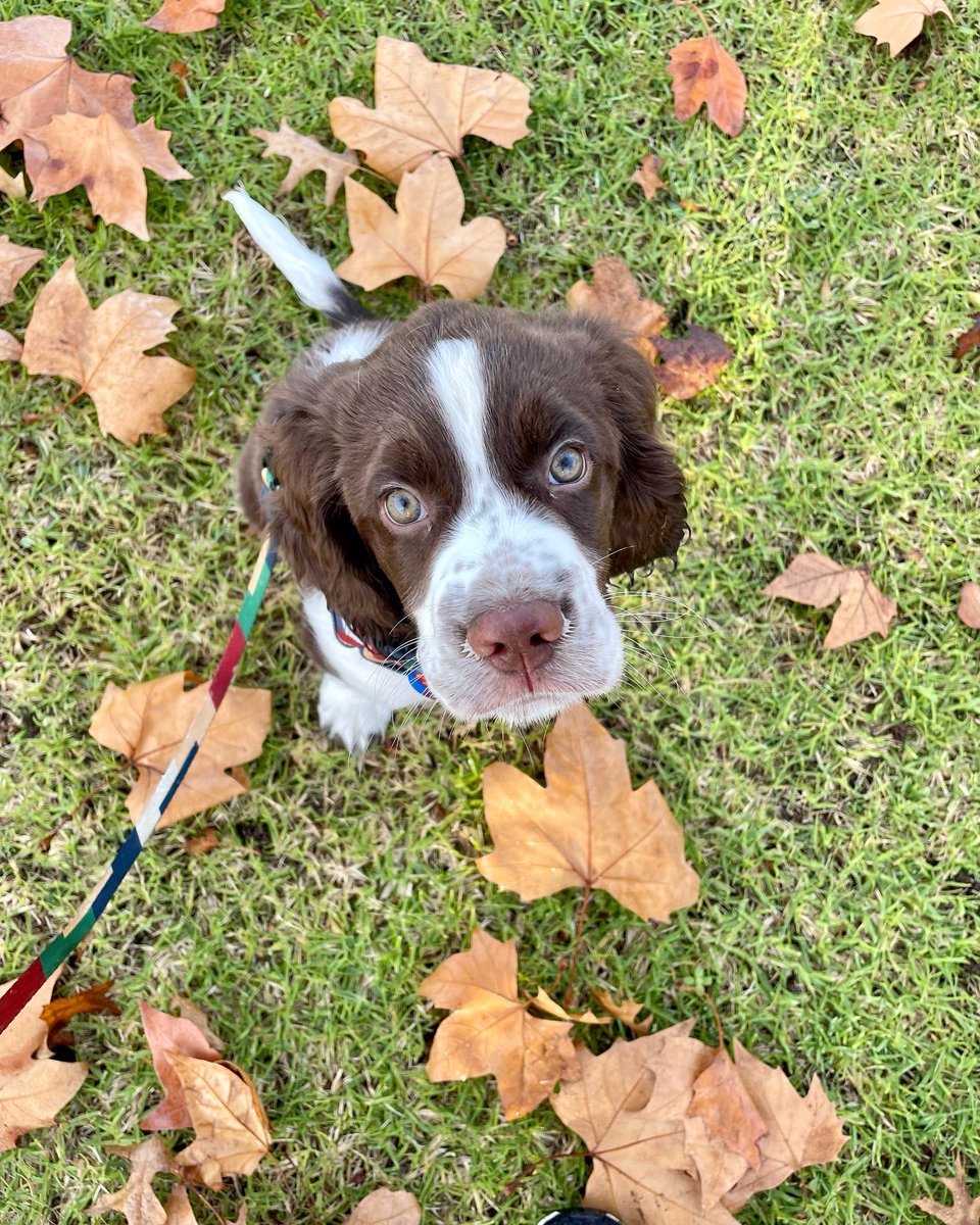 Autumn walks with Potter 🐶 🍂
