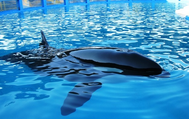 MC_org's tweet photo. Independent assessment report on Lolita  the orca held at Miami Seaquarium  – could this be her first real step ‘home’.

https://t.co/2xnxF3Tq8E https://t.co/c5VCebLJN0