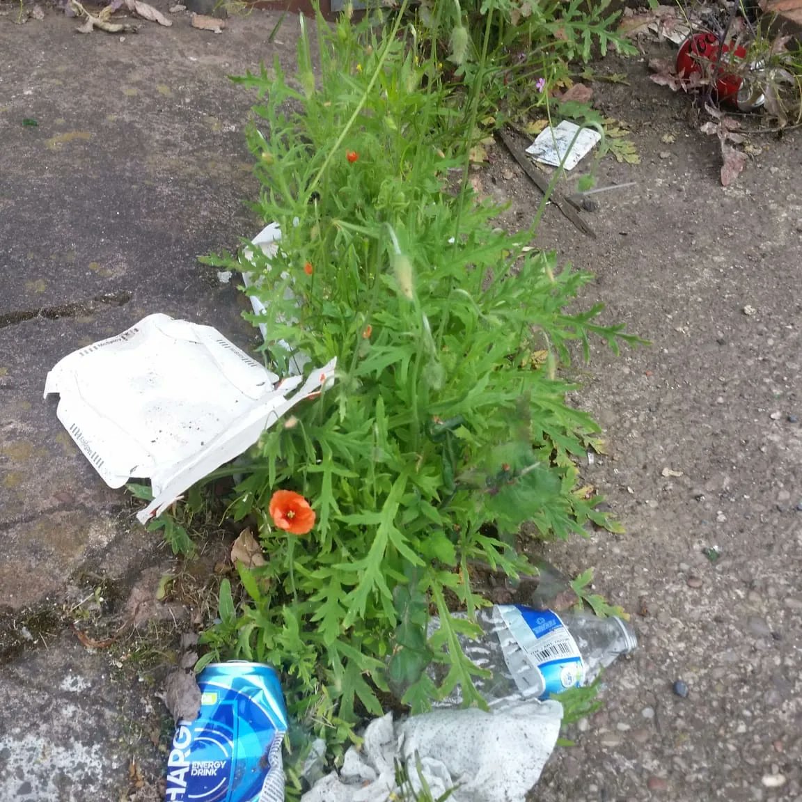 Litterwatch1's tweet photo. One thing about Kate, amongst other things, is her determination to keep her area #litter & #flytipping free Sadly, people are using her road as #stopanddrop. The road is in serious need of #weeding, think we will call in the Litter Watch team to help @SercoESUK @sandwellcouncil https://t.co/TClWzHnzq1