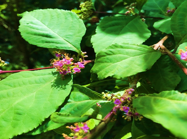 淡い紫の花咲く樹木の名は ムラサキシキブ 秋には美しい紫の実をつけます 一方もう1枚は ヤブムラサキ です やはり紫の花や実 をつけます 簡単な見分け方ですが ムラサキシキブの花は葉の上に見らます ヤブムラサキの花は葉の下部分に咲き 葉には毛があり 淡い紫の花咲く樹木の名は ムラサキシキブ 秋には美しい紫の実をつけます 一方もう1枚は ヤブムラサキ です やはり紫の花や実 をつけます 簡単な見分け方ですが ムラサキシキブの花は葉の上に見らます ヤブムラサキの花は葉の下部分に咲き 葉には毛があり