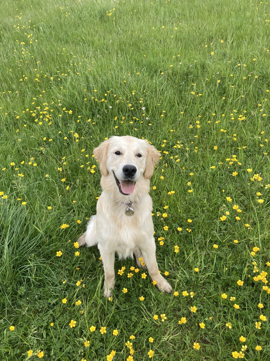 #dogsoftwitter any recommendations for a truly indestructible dog bed?? Ferne the destroyer has got through three beds in as many months - anything with a label or zip isn’t safe! #dogbed #puppy #indestructabledog #dogbeddown #lookslikebutterwouldntmelt