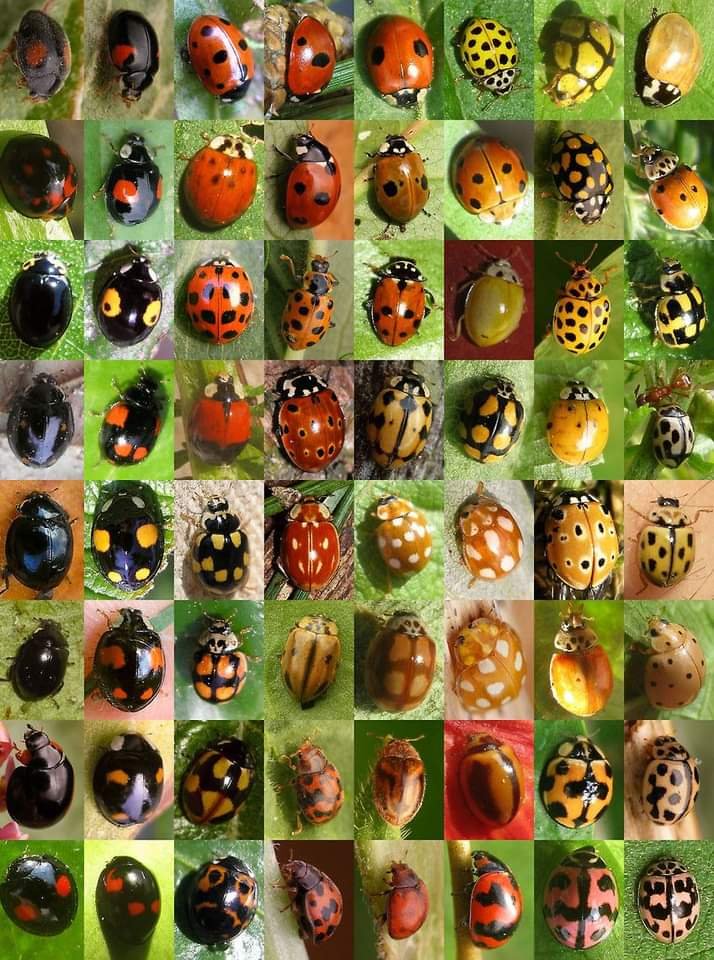 Diversidad sublime de catarinas.🐞