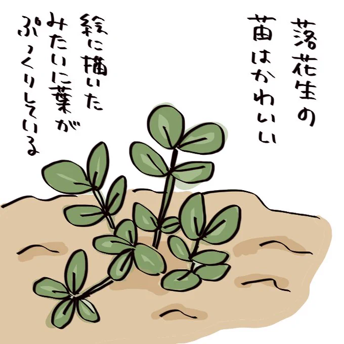 【絵日記】落花生はかわいい
https://t.co/IIg5PryAVt 