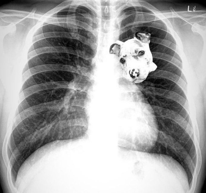 itsHuth's tweet photo. celtics trainer just sent me Al Horford’s x-ray https://t.co/SR1CJsPwl7