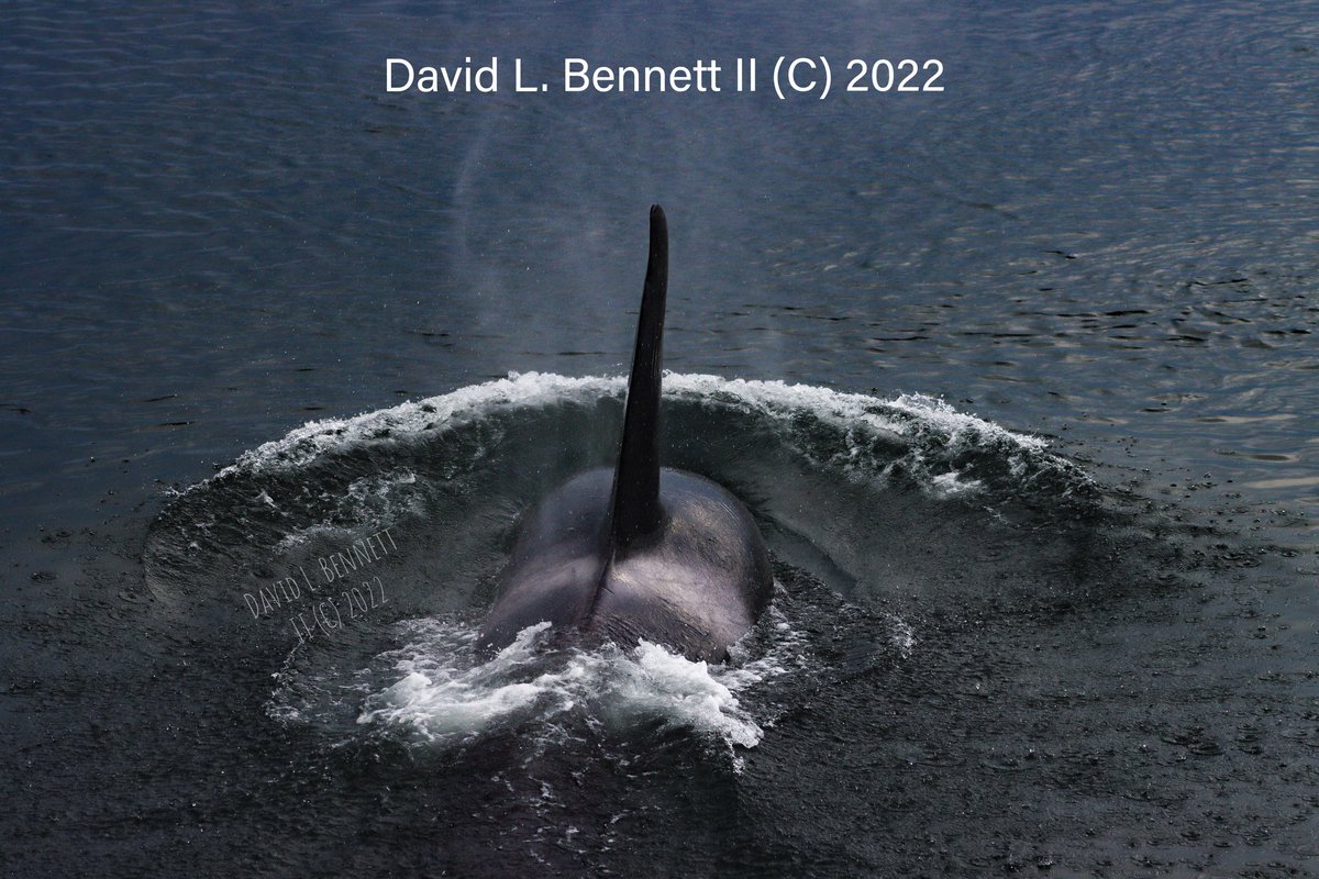 DLBIININJA/Jake's broken jaw! 🫨🫨🫨 tweet media