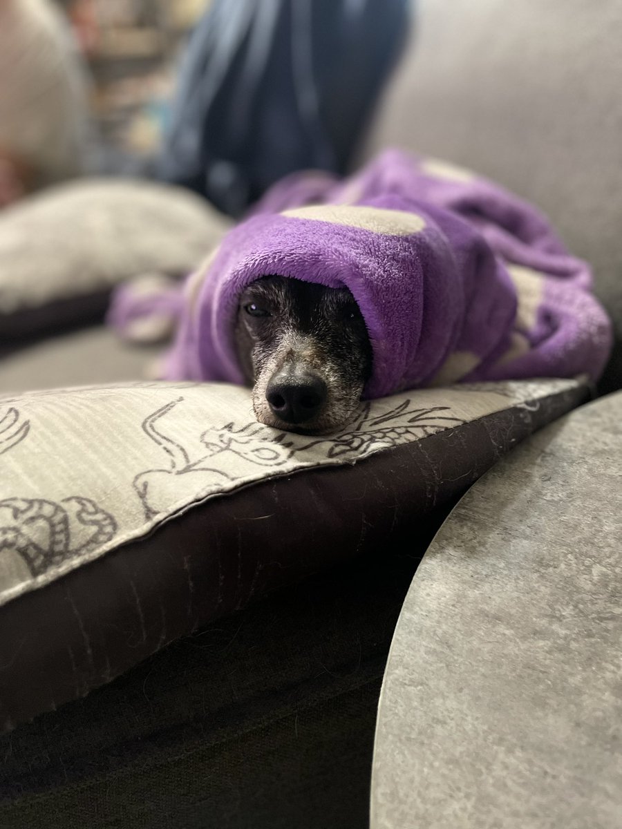 saanishar's tweet photo. @jaidaehall Caboose, all snuggled up. https://t.co/Wzq4MYe2MK