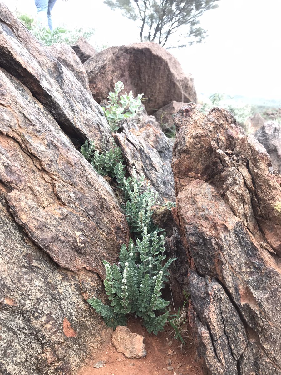 anna_chica's tweet photo. The hills are certainly alive with #plant #growth around #BrokenHill - saw woolly cloak and rock ferns, rock isotome, & this perennial choking all the waterways! Plus, loved the mega garnet rocks (with @WeiHong86 for scale) #geology #plants #geobotany #GSSArocks @GeoSocAustralia https://t.co/tByAfWct3l