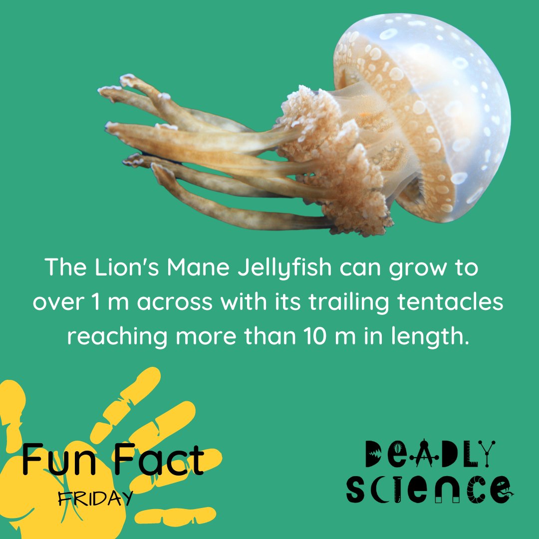 DeadlyScience's tweet image. How many of your body lengths is that?

Give this fun fact a share and learn more about what we are up to at Deadly Science: deadlyscience.org.au

And you can donate here: deadlyscience.org.au/donate/

#STEMEducation #STEMForKids #StemAustralia