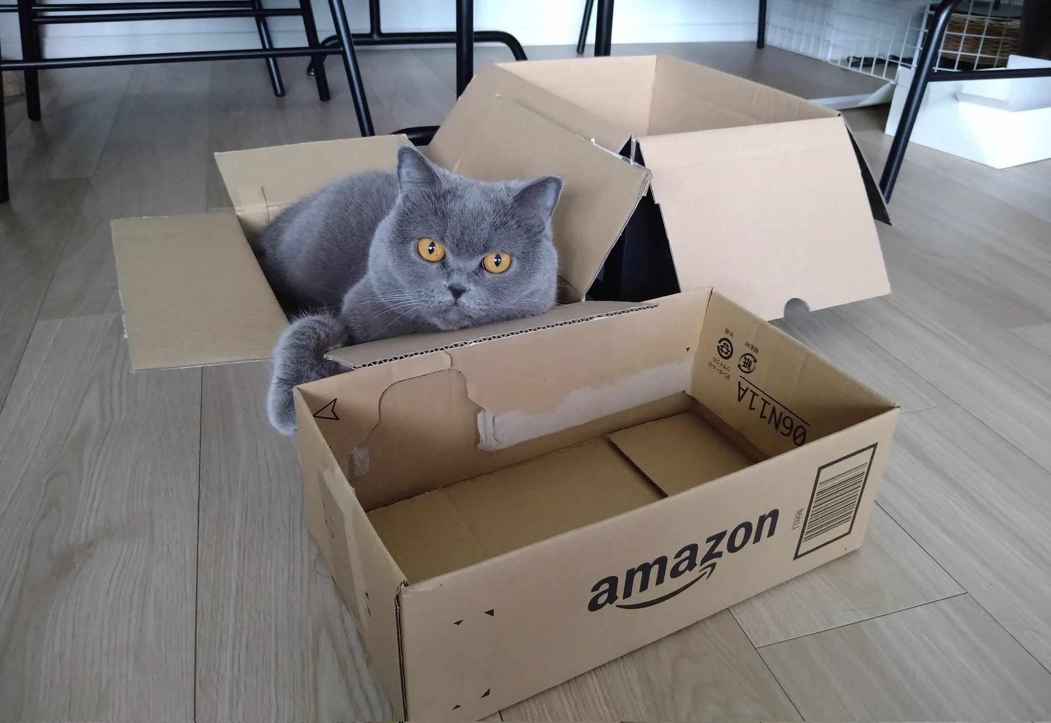 @kyuryuZ キュルちゃん、本当に絵に描いたような