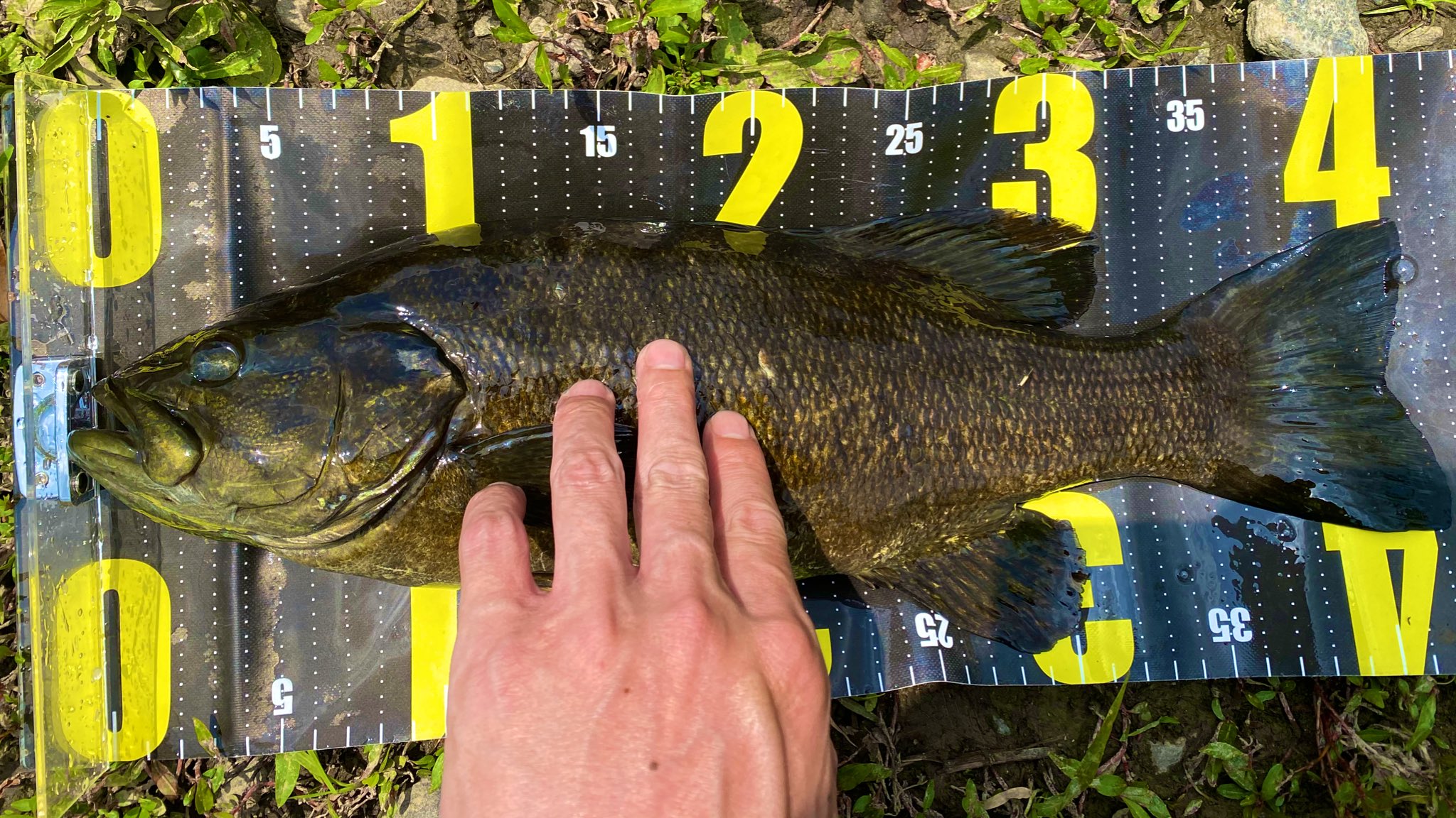 たけし 久しぶり多摩川スモール 遠雷が聞こえてきたので早々と撤収 多摩川 多摩川スモール スモールマウスバス バス釣り スモールマウスバス釣り タマスモ 釣り T Co Yojcegn6hq Twitter