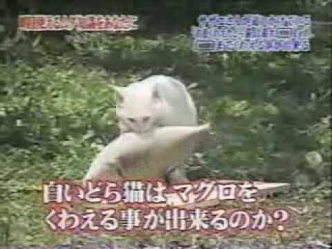 お魚くわえたどら猫 追っかけて を実体験した様子がかわいすぎる 大物 お日さまも笑ってる Togetter