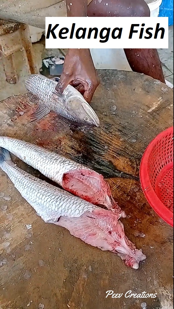 PaulK33039356's tweet photo. Kelanga fish cutting and cleaning / Lady Fish fish cutting and cleaning
#fishcutting #fish #fishing #fishcleaning #fishchopping #fishfillet #fishingpond #growingfish #fishlivecutting
https://t.co/U5hoc9eDeJ
Also visit us at https://t.co/LT7N1XLAwl https://t.co/5OPSjqB1SX