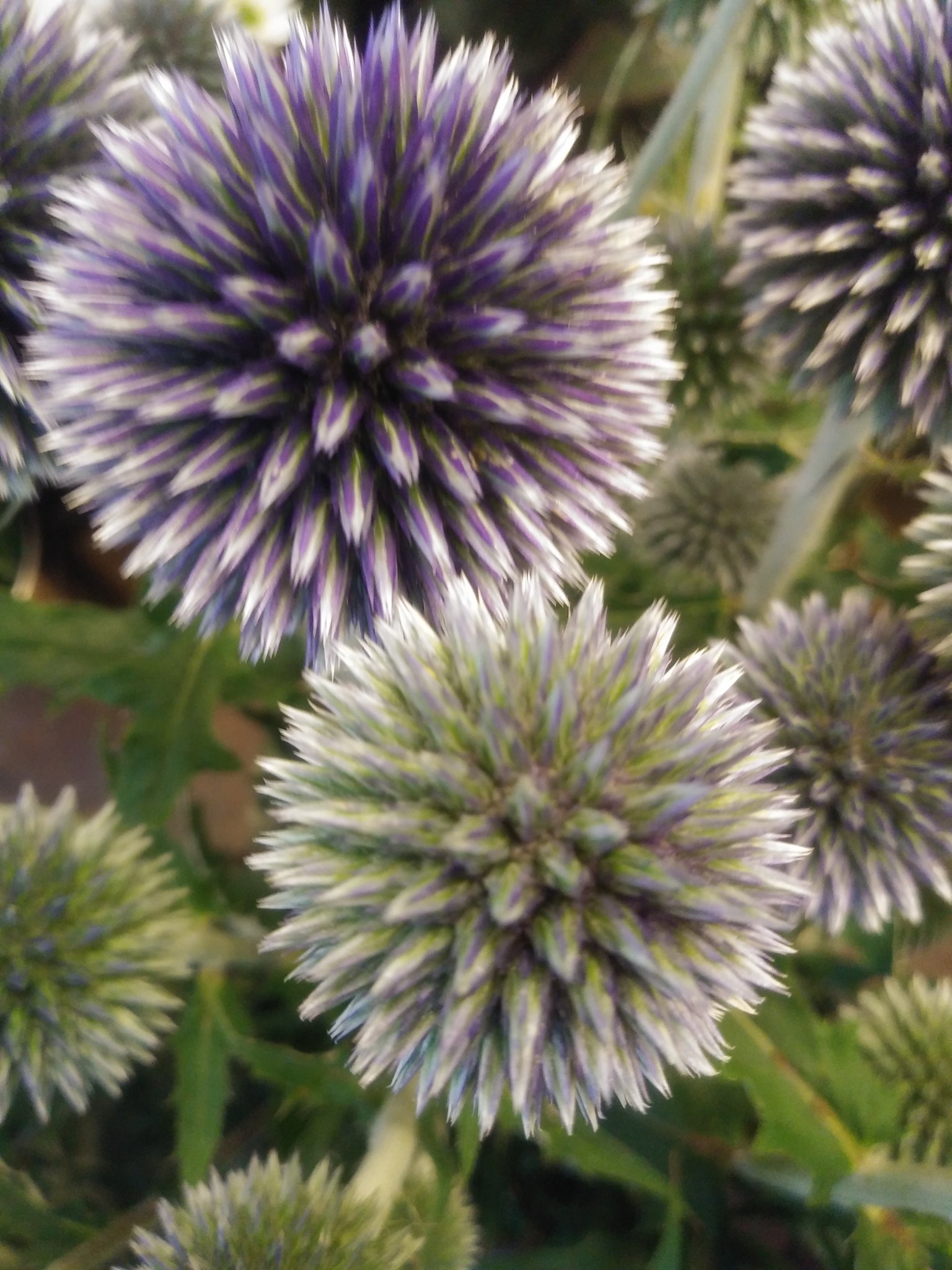 ルリダマアザミ Twitter Search Twitter