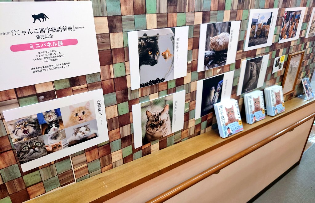 吉見書店 竜南店 にゃんこ四字熟語辞典 西川清史 飛鳥新社 発売記念ミニパネル展開催中です ほっこりしながら ちょっとだけ賢くなれる でも役に立つかはわからない 四字熟語辞典 衣食礼節 T Co Phfxsjrcqa Twitter